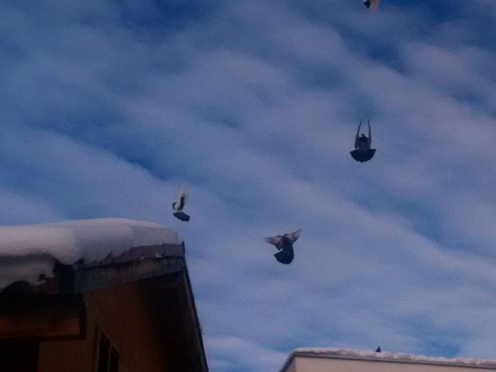 IMG_20150102_122853 - Porumbei la zbor