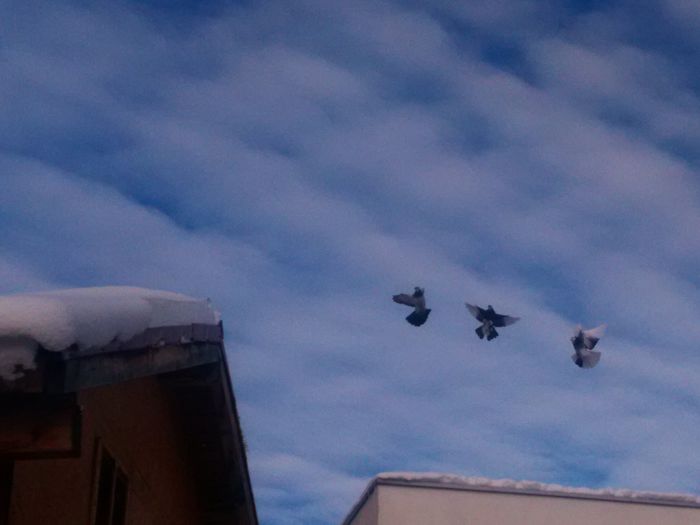 IMG_20150102_122857 - Porumbei la zbor