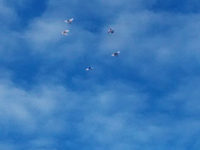 IMG_20150102_123721 - Porumbei la zbor