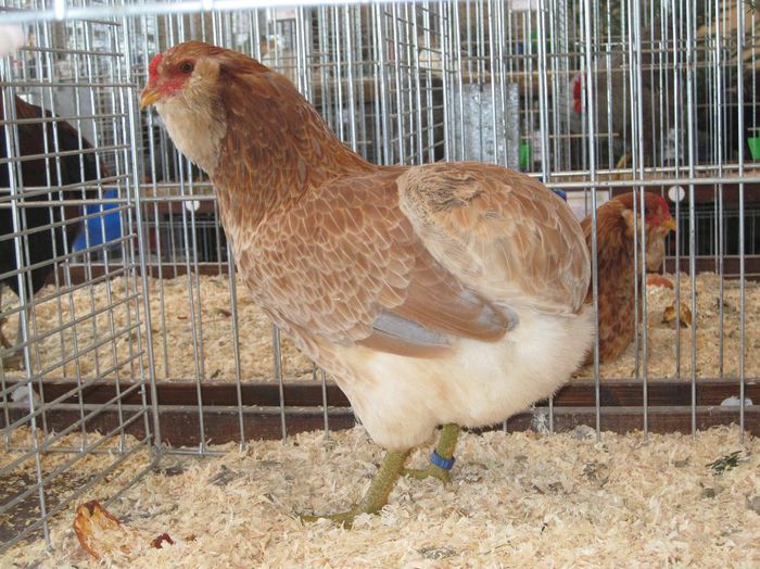 Araucana