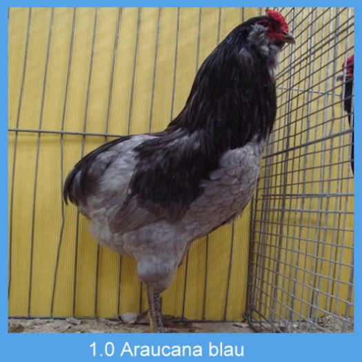 Araucana