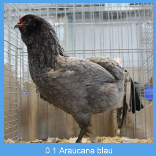 Araucana