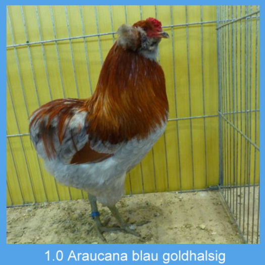 Araucana