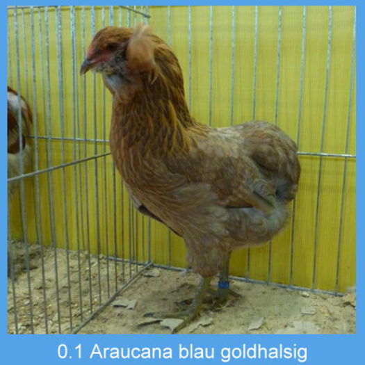 Araucana