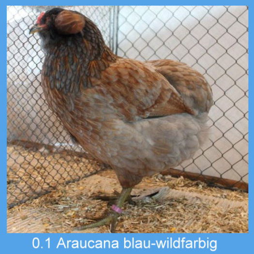 Araucana