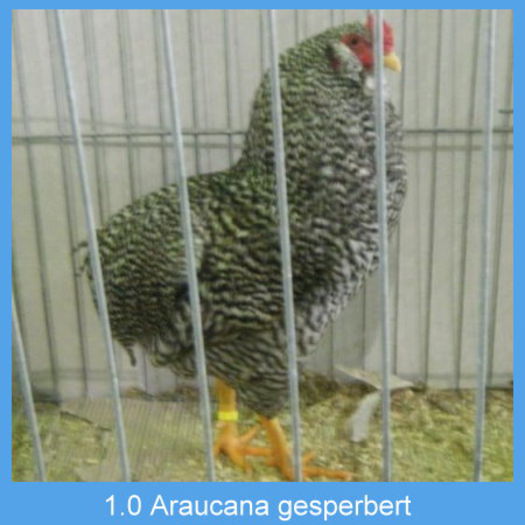 Araucana