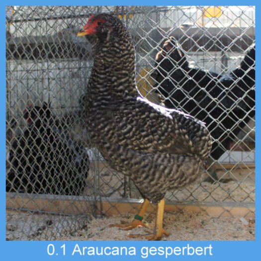 Araucana_gesperbert_Henne