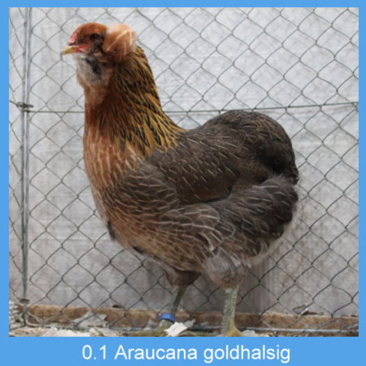 Araucana_goldhalsig_Henne_1 - Araucana