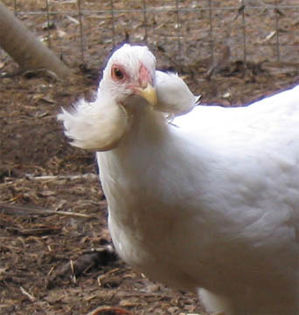 Araucana_hen_showing_ear_tufts - Araucana