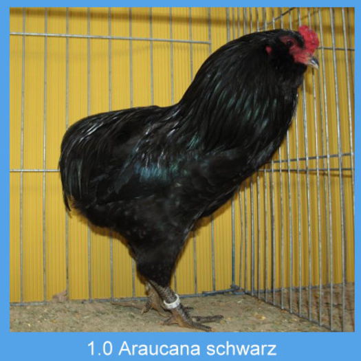Araucana_schwarz_Hahn - Araucana
