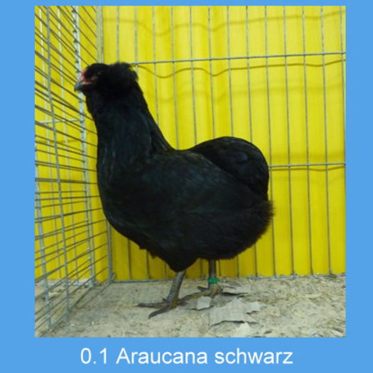 Araucana_schwarz_Henne1 - Araucana