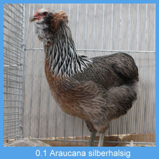 Araucana_silberhalsig_Henne