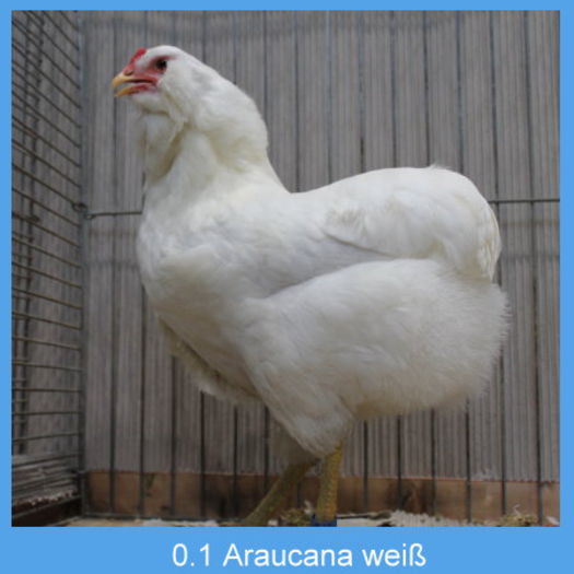 Araucana_weiss_Henne - Araucana