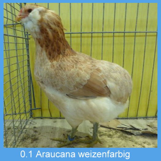 Araucana_weizenfarbig_Henne - Araucana