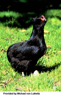 araucana-chicken-2 - Araucana