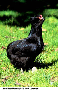 araucana-chicken-2