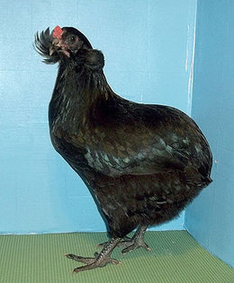 Stella_0165_5inches - Araucana