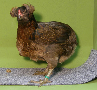 WEB_Araukanerwildfarbig-Hen - Araucana