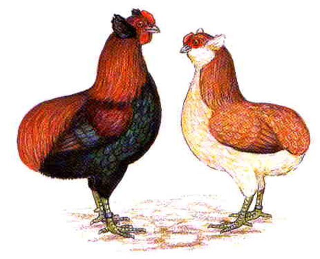 zwerg-araucana - Araucana