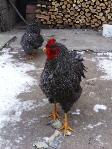 IMG_20150101_120821 - PUI-TINERET 2014