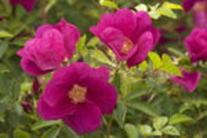 rosa ann endt