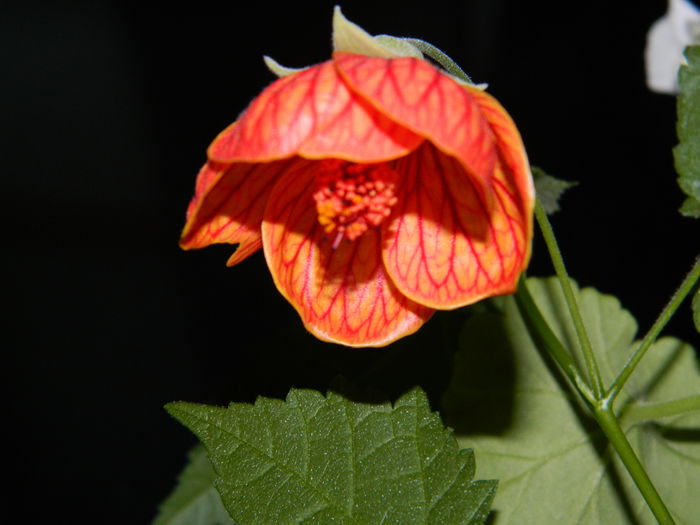 DSCN4229 abutilon