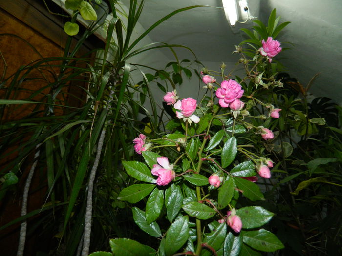 DSCN4263