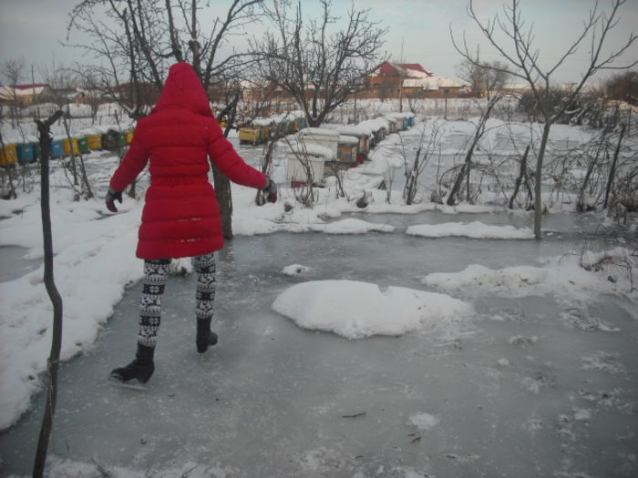 DSCF0021 - 31 01 2015 GRADINA PATINOAR