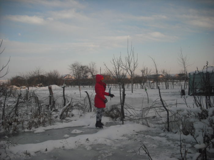 DSCF0022 - 31 01 2015 GRADINA PATINOAR