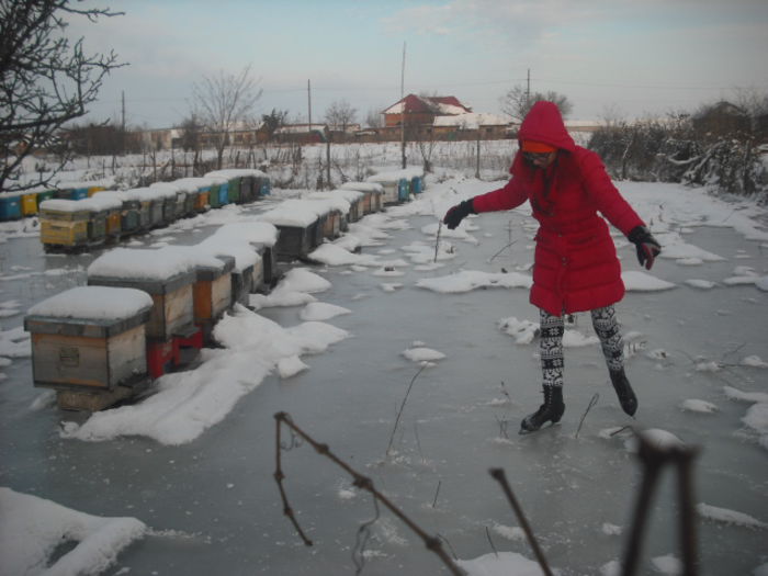 DSCF0033 - 31 01 2015 GRADINA PATINOAR