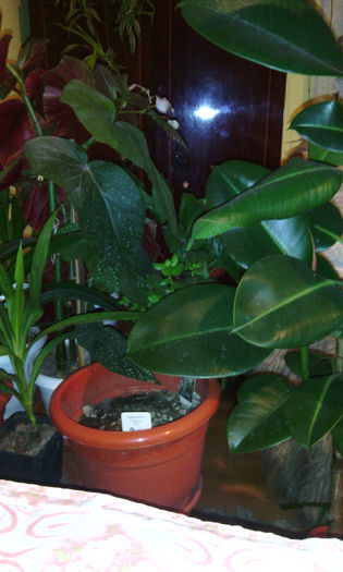 dec 2014 - Florile mele