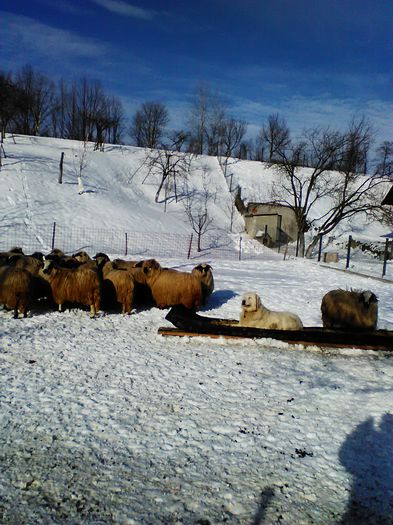 balan 036 - BALAN CRB