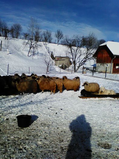 balan 038 - BALAN CRB