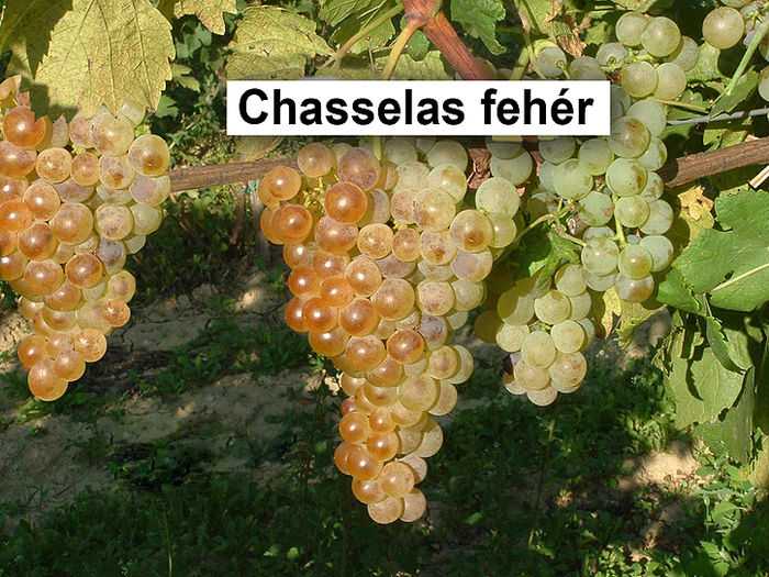 Chasselas alb - Plantatie struguri de masa