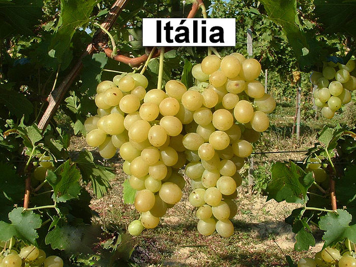 Italia - Plantatie struguri de masa - Oramons