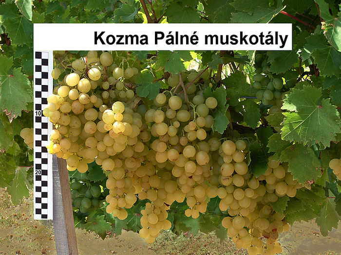 Kozma_Palne_muskotaly - Plantatie struguri de masa