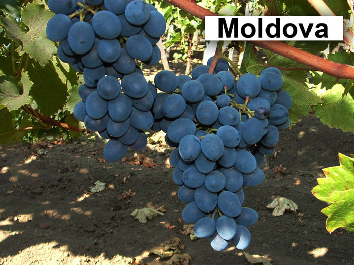 Moldova 3 - Plantatie struguri de masa