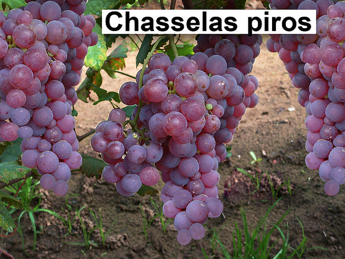 Chasselas rosu - Plantatie struguri de masa