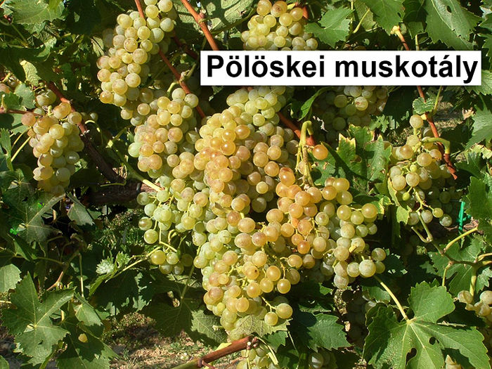 Muscat de poloske; Muscat de poloske
