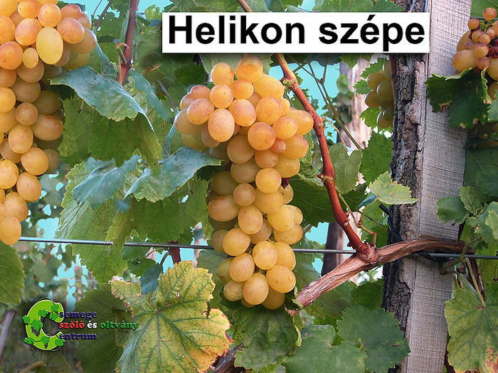 Frumoasa de helikon - Plantatie struguri de masa