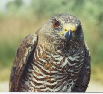 Accipiter brevipes Uliu cu picioare scurte - Pasari din Romania