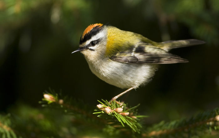 Aușel sprâncenat (Regulus ignicapilla)