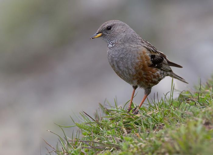 Brumăriţă de stâncă (Prunella collaris) - Pasari din Romania