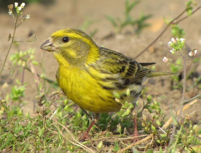 Cănăraș (Serinus serinus)