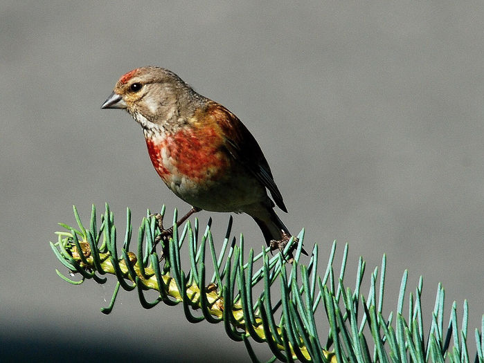 Cânepar (Carduelis cannabina)