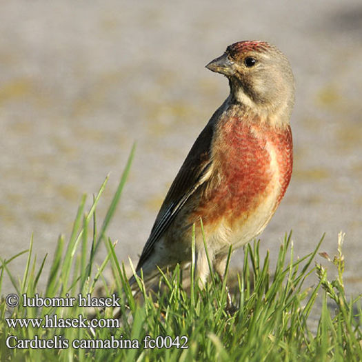 Câneparul – carduelis cannabina