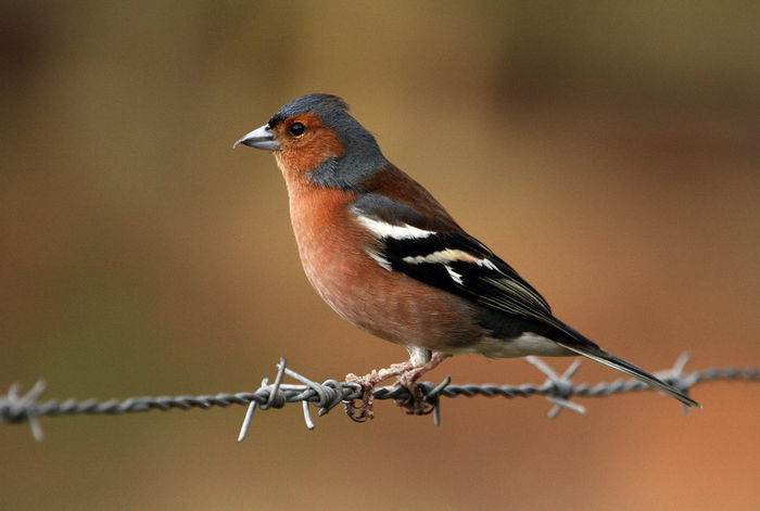 Cinteză (Fringilla coelebs) - Pasari din Romania