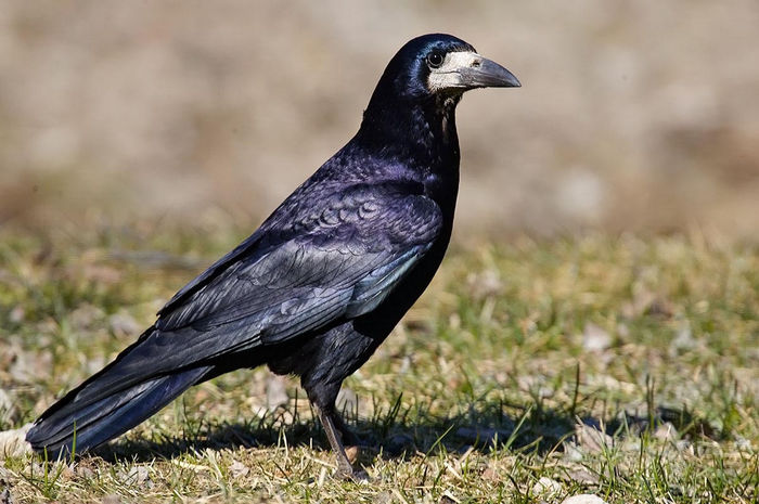 Cioară de semănatură (Corvus frugilegus) - Pasari din Romania