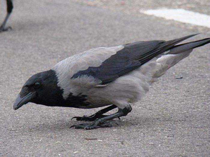 Cioara grivă – corvus cornix - Pasari din Romania