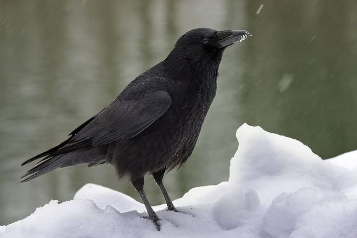 Cioară neagră (Corvus corone) - Pasari din Romania